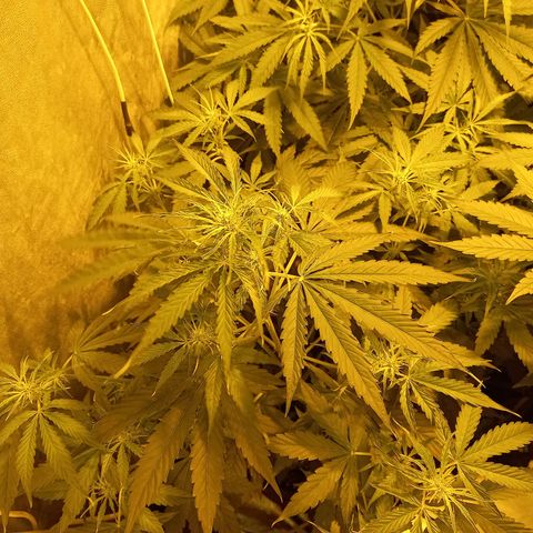 Génétique inconnue growlog timeline photo