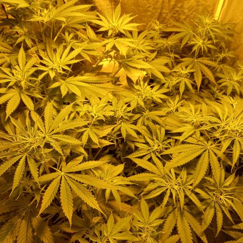 Génétique inconnue growlog timeline photo
