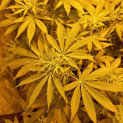 Génétique inconnue growlog timeline photo