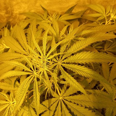 Génétique inconnue growlog timeline photo
