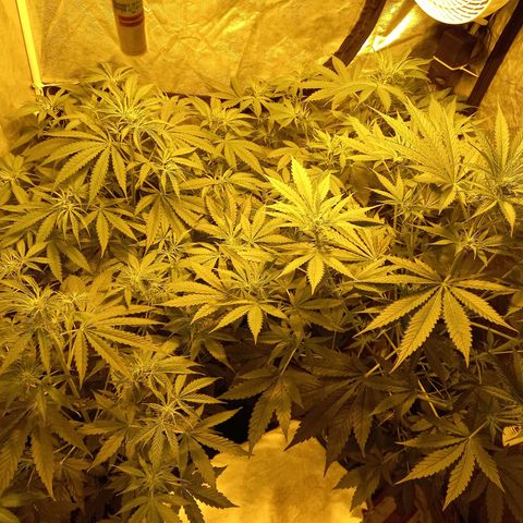 Génétique inconnue growlog timeline photo