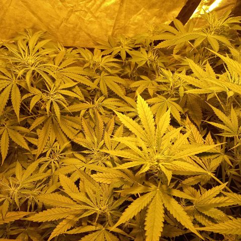 Génétique inconnue growlog timeline photo