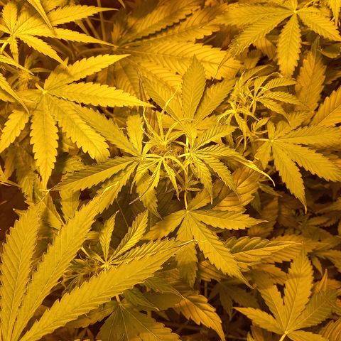 Génétique inconnue growlog photo: 9h 