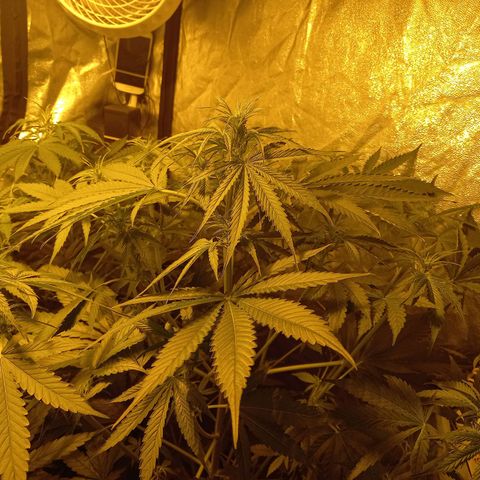 Génétique inconnue growlog photo: 9h 