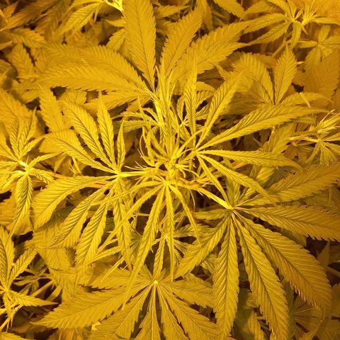 Génétique inconnue growlog photo: 9h 