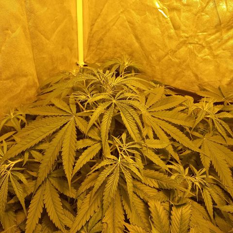 Génétique inconnue growlog photo: 9h 