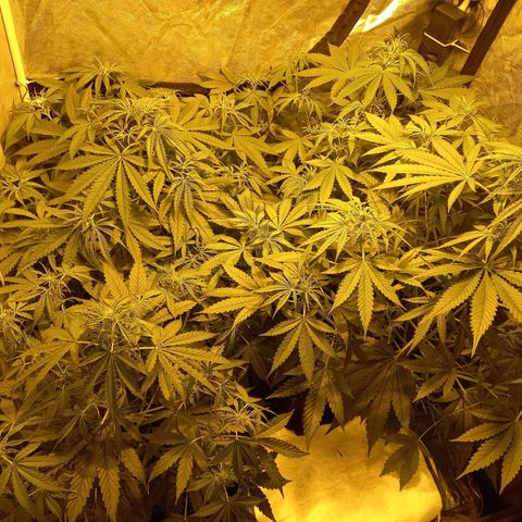 Génétique inconnue growlog photo: 9h 