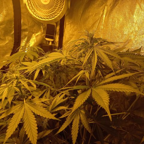 Génétique inconnue growlog photo: 9h 