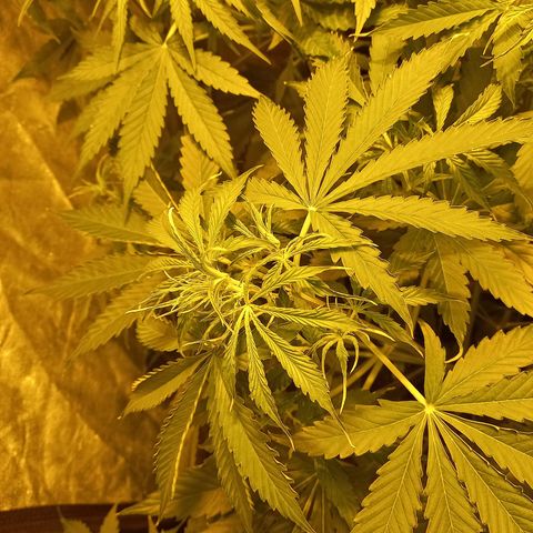 Génétique inconnue growlog photo: 9h 