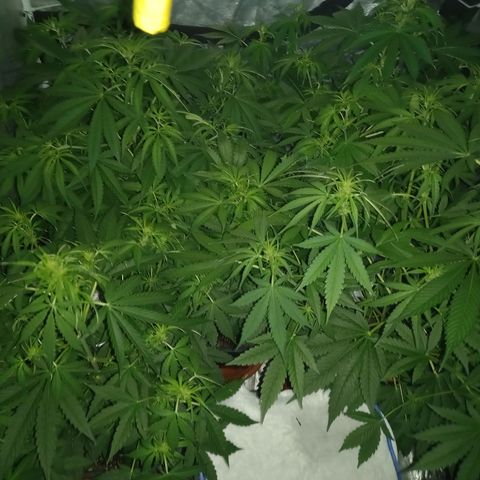 Génétique inconnue growlog photo: 9h 