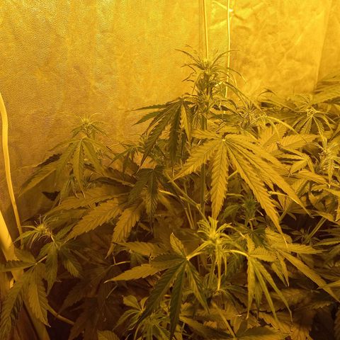 Génétique inconnue growlog photo: 9h 