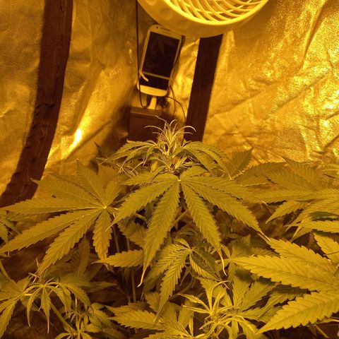 Génétique inconnue growlog photo: 9h 