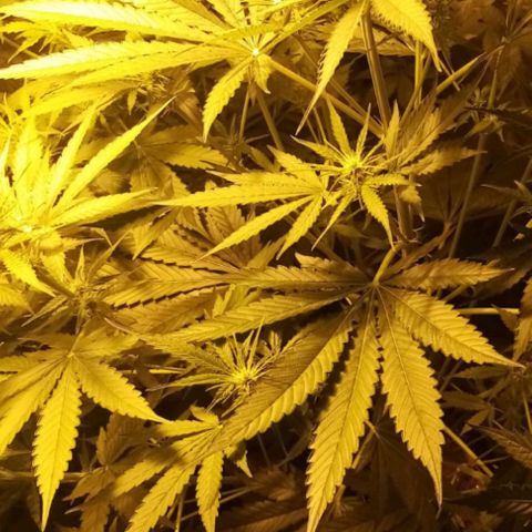 Génétique inconnue growlog photo: 22h