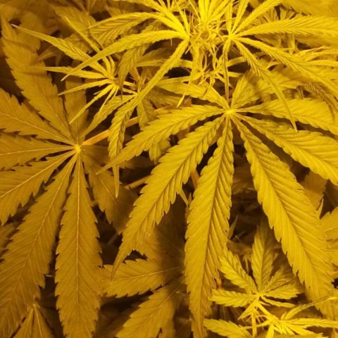 Génétique inconnue growlog photo: 22h