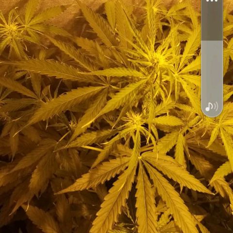 Génétique inconnue growlog photo: 22h