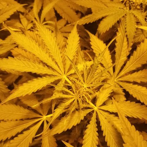 Génétique inconnue growlog photo: 22h