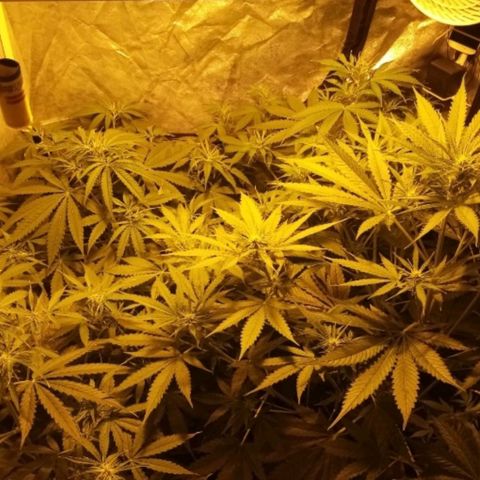 Génétique inconnue growlog photo: 22h