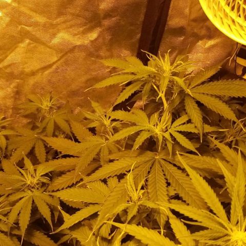 Génétique inconnue growlog timeline photo