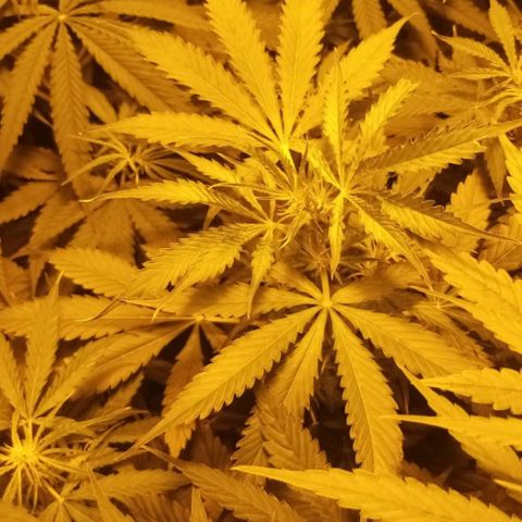 Génétique inconnue growlog timeline photo