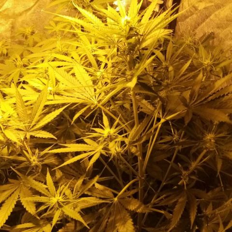 Génétique inconnue growlog timeline photo