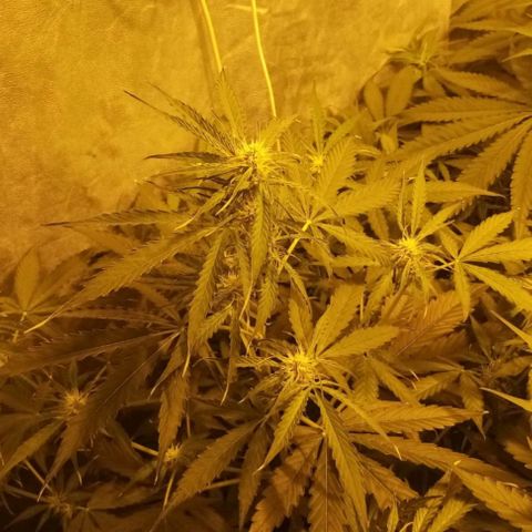 Génétique inconnue growlog timeline photo