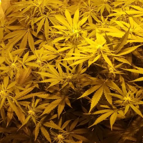 Génétique inconnue growlog timeline photo