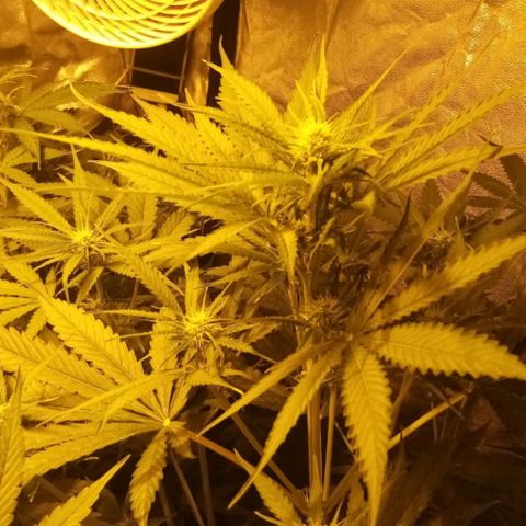 Génétique inconnue growlog timeline photo