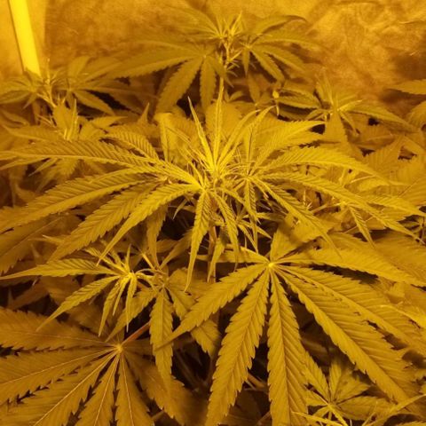 Génétique inconnue growlog timeline photo