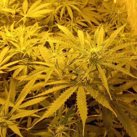 Génétique inconnue growlog timeline photo