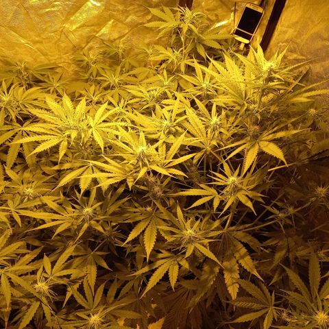 Génétique inconnue growlog timeline photo