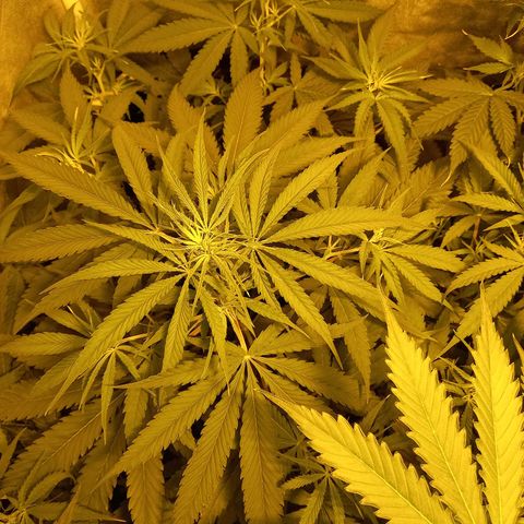 Génétique inconnue growlog timeline photo