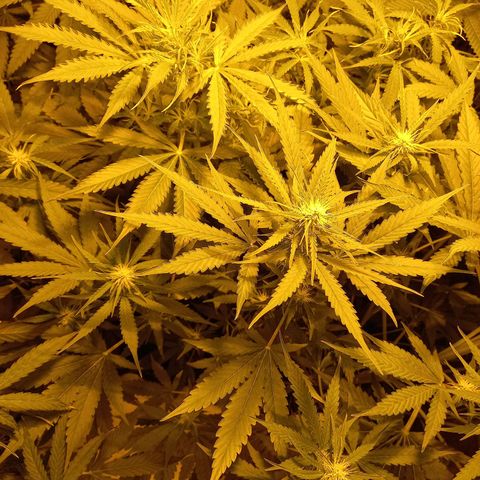 Génétique inconnue growlog timeline photo