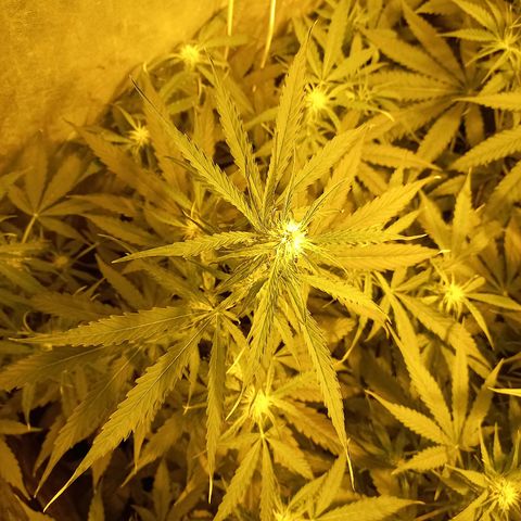 Génétique inconnue growlog timeline photo