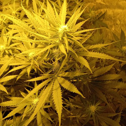 Génétique inconnue growlog timeline photo