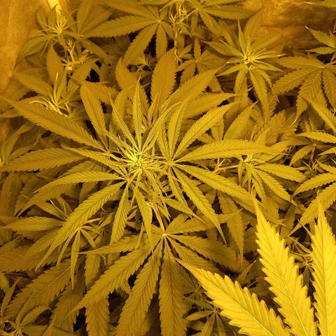 Génétique inconnue growlog timeline photo