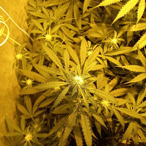 Génétique inconnue growlog timeline photo