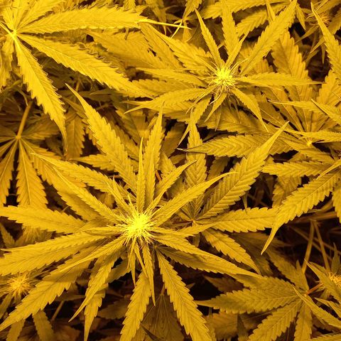 Génétique inconnue growlog timeline photo