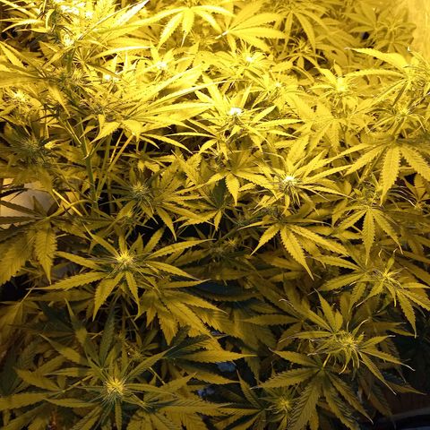 Génétique inconnue growlog timeline photo