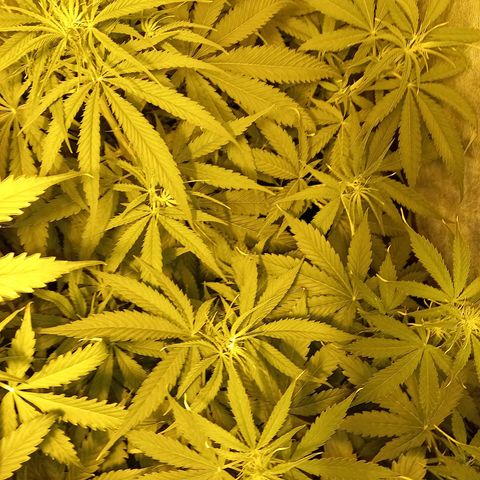 Génétique inconnue growlog timeline photo