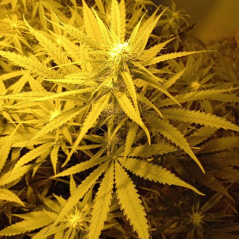 Génétique inconnue growlog timeline photo