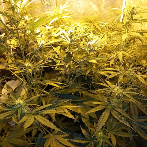 Génétique inconnue growlog timeline photo