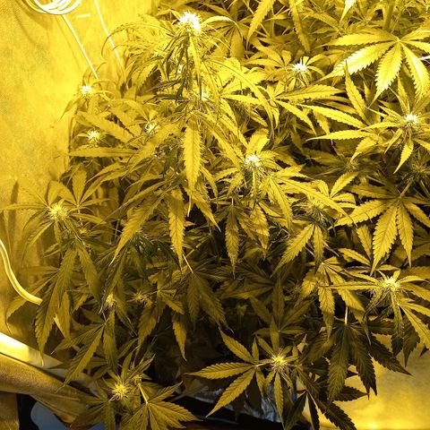 Génétique inconnue growlog timeline photo