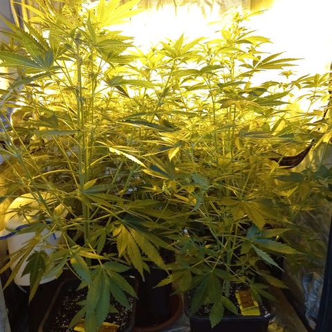 Génétique inconnue growlog timeline photo