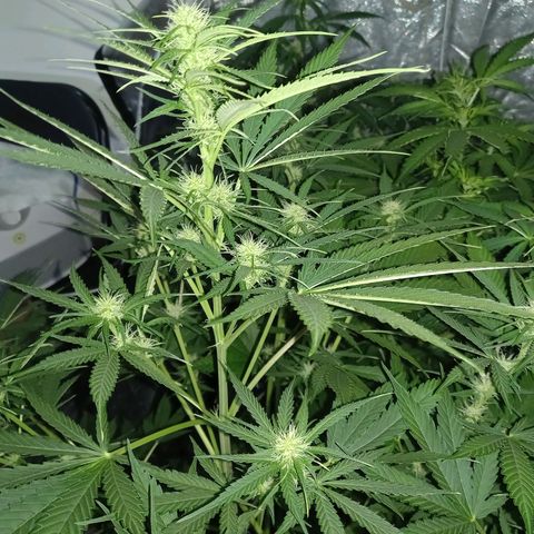 Génétique inconnue growlog photo: Les étoiles 🌟