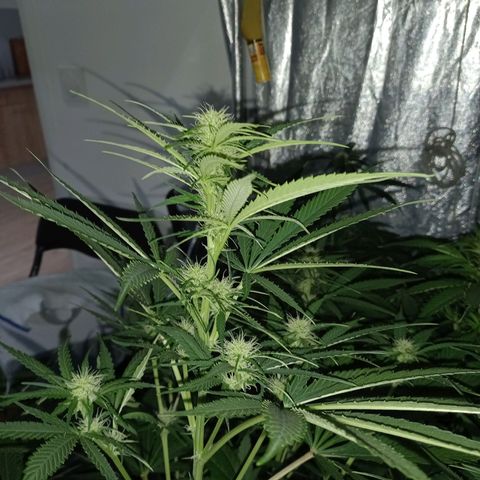 Génétique inconnue growlog photo: Les étoiles 🌟
