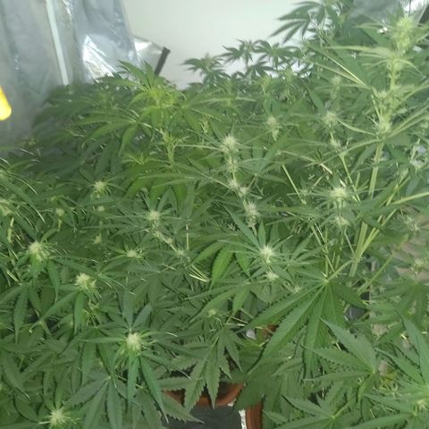 Génétique inconnue growlog photo: Les étoiles 🌟
