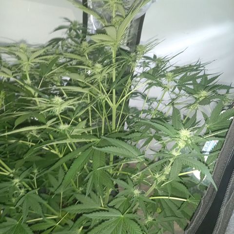 Génétique inconnue growlog photo: Les étoiles 🌟