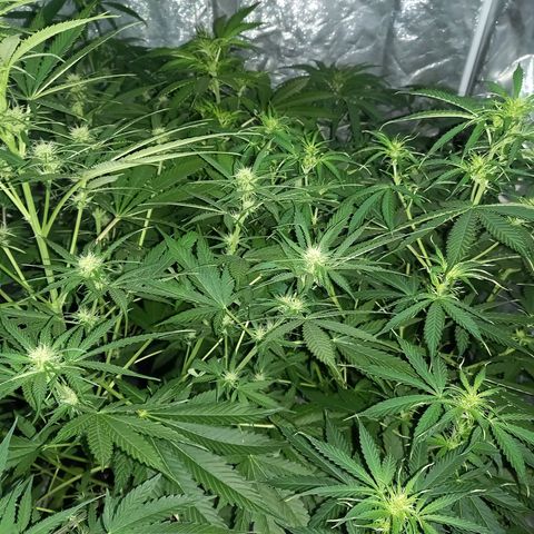 Génétique inconnue growlog photo: Les étoiles 🌟