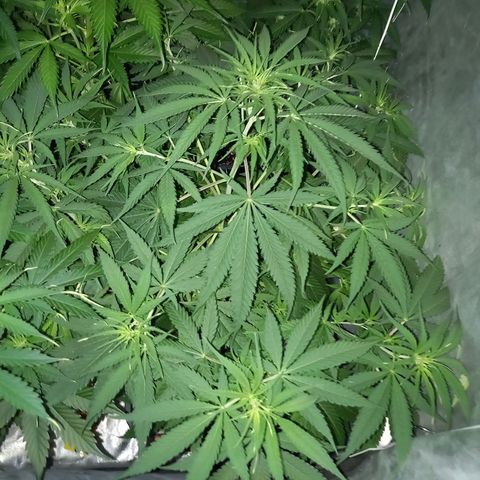 Génétique inconnue growlog photo: Les étoiles 🌟
