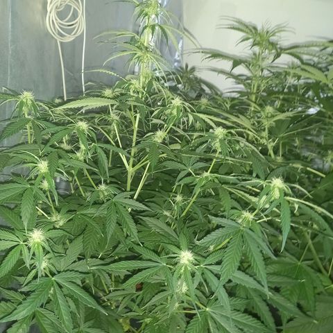 Génétique inconnue growlog photo: Les étoiles 🌟